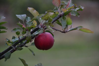 Close-up of apple growing on branch