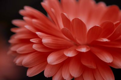 Close-up of dahlia against black background