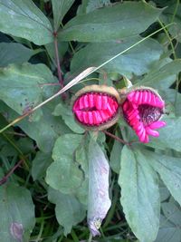 Close-up of pink flower