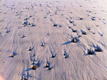 High angle view of birds on sand