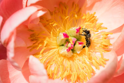 Close-up of bee on pink flower