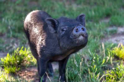 Close-up of pig on field