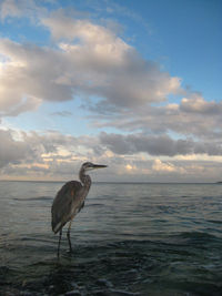 View of a bird in the sea