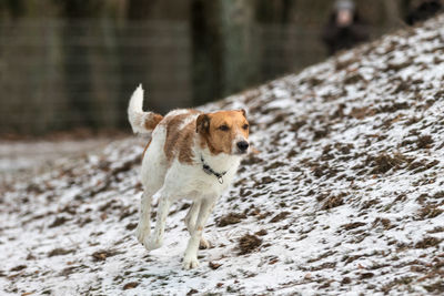 Dog walking outdoors