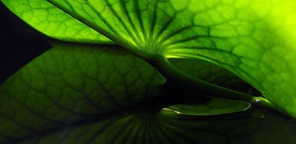 Close-up of green leaves