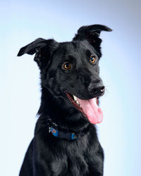Portrait of black dog against white background