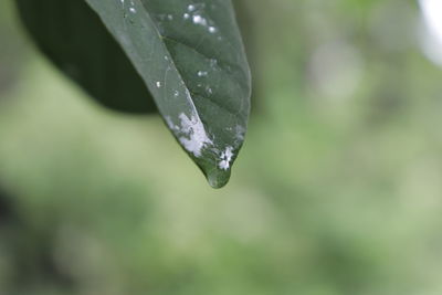 Close-up of raindrops on leaf