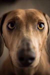 Close-up of brown dog at home