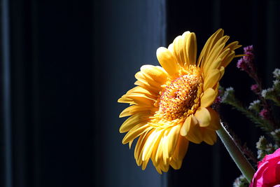 Close-up of yellow flower blooming