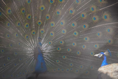 Full frame shot of peacock