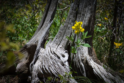 Close up of yellow flowers