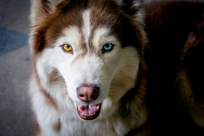 Close-up portrait of a dog