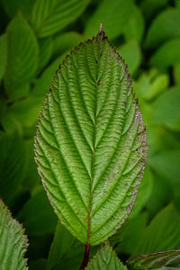 leaf