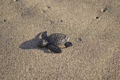 High angle view of shell on sand