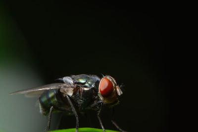 Close-up of insect perching outdoors