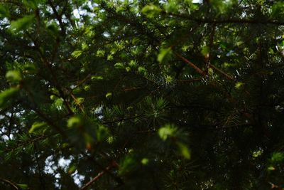Low angle view of trees in forest