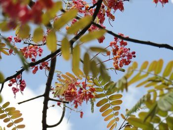 Low angle view of pink flowers growing on tree