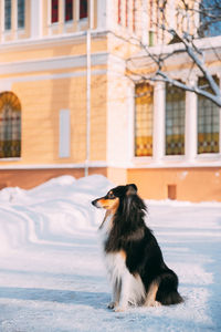 Dog in a building