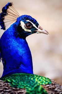 Close-up of peacock