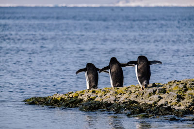 Close-up of duck swimming in sea