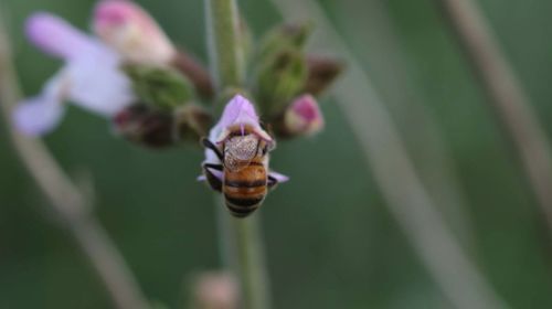 Close-up of insect on purple flower