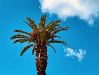 Big palm tree close up on a cloudy sky background