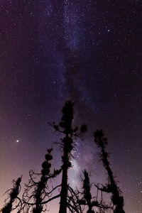 Low angle view of silhouette trees against sky at night