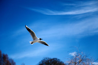 Low angle view of seagull flying