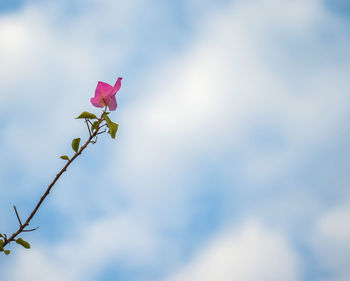 Close-up of pink rose against sky