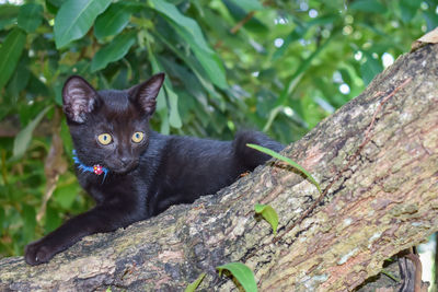 Portrait of a black cat