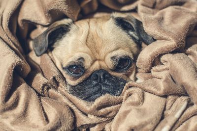 Close-up portrait of dog relaxing on blanket