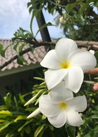 Close-up of white flowering plant
