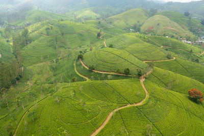 Aerial drone of green tea plantation, sri lanka. tea estate landscape. maskeliya.