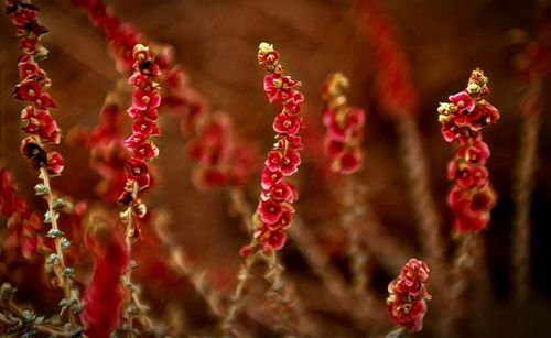 Close up of leaves