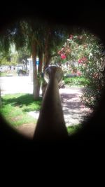 View of trees in the dark