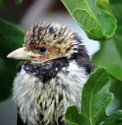 Baby crested barbet in the fig tree