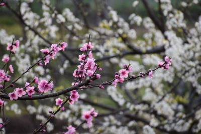 Close-up of pink cherry blossoms in spring