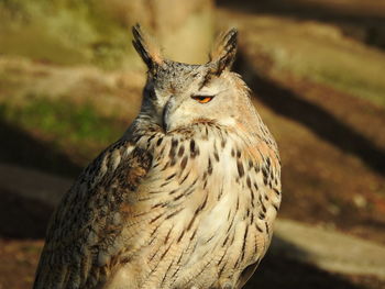 Close-up portrait of owl