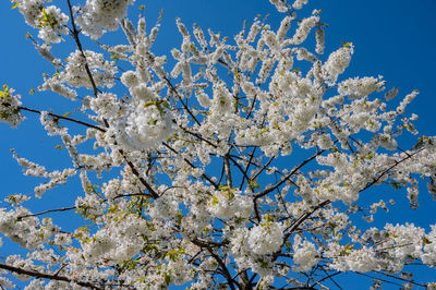 Ornamental apple tree with a white blossoms against a blue sky