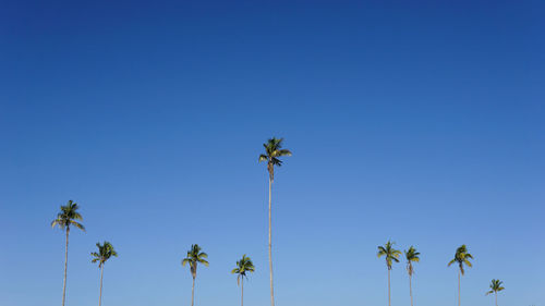Clear blue sky with coconut trees attached to it
