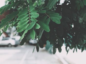 Close-up of wet leaves on tree