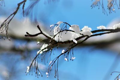 Close-up of plant against blue sky