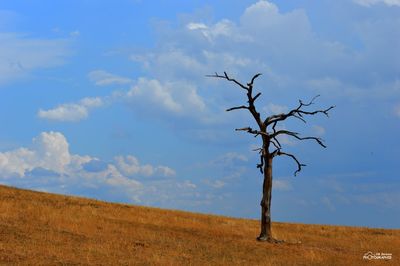 Bare tree on field against sky