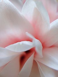 Close-up of flower