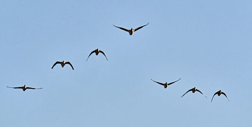 Low angle view of birds flying