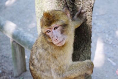 Close-up of monkey