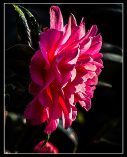 Close-up of pink flowers