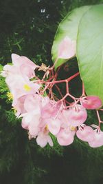 Close-up of pink flower