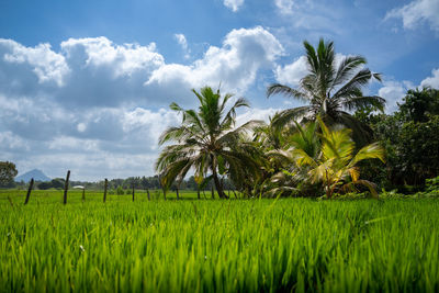 Scenic view of agricultural field against sky