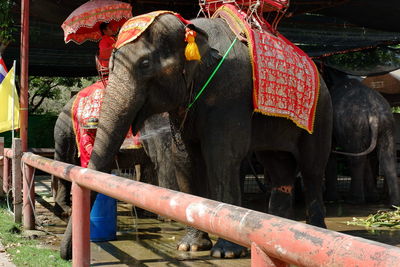 Elephant standing in metal structure